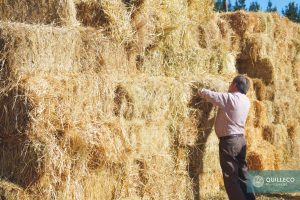 Entrega forraje agricultores_incendios_febrero 2017-2