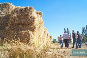 Entrega forraje agricultores_incendios_febrero 2017-4