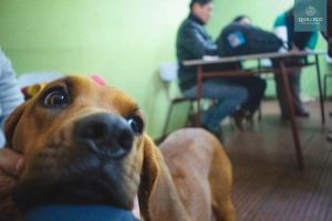 Campaña de esterilización_8JUN 2017-5